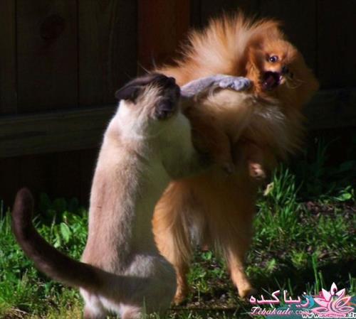 تصاویر دنیای حیوانات ( فرارو )